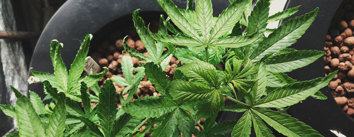 Kunnen planten van hittestress herstellen? Kunnen planten van hittestress herstellen?
