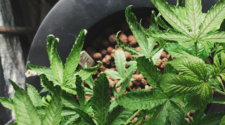 Kunnen planten van hittestress herstellen? Kunnen planten van hittestress herstellen?