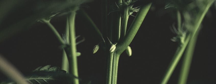 Mannelijke en hermafrodiete planten