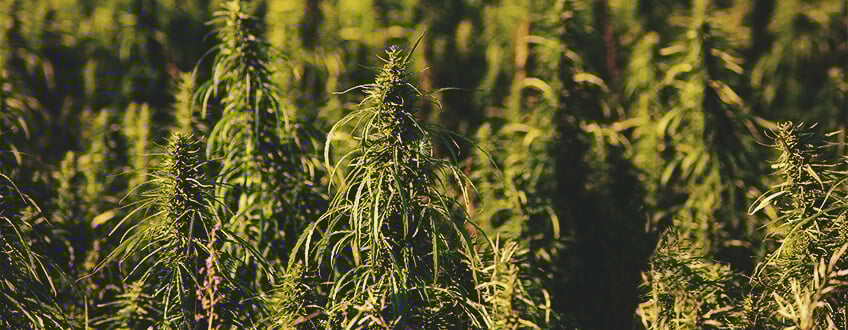 The Advantages of Hemp Biofuel