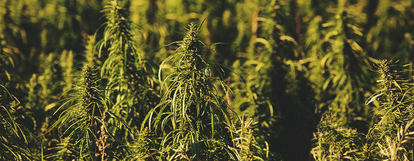 The Advantages of Hemp Biofuel