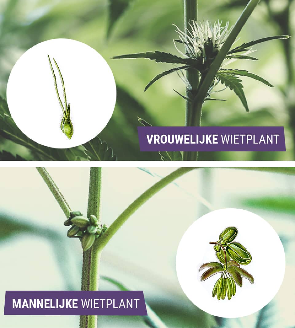 Mannelijke versus vrouwelijke wiet: wat is het verschil? Mannelijke versus vrouwelijke wiet: wat is het verschil?