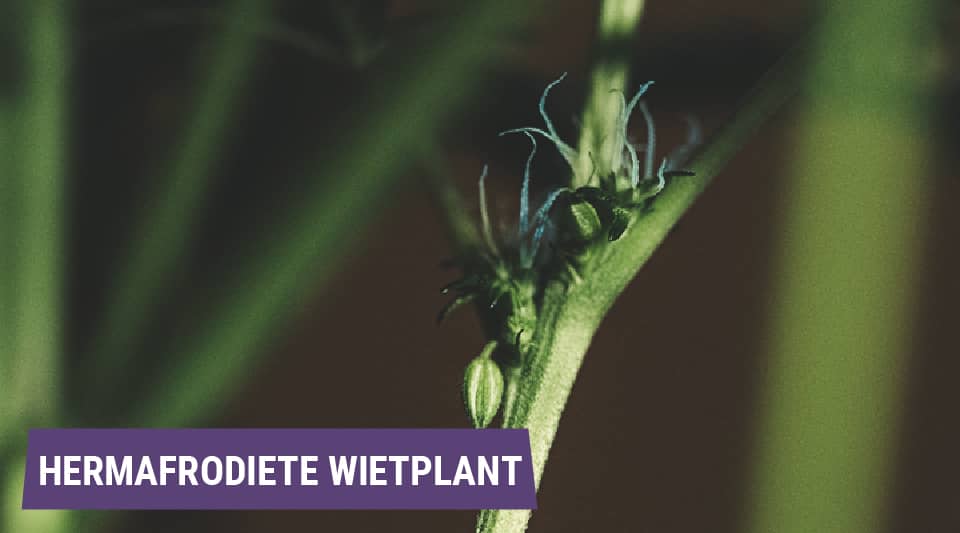 Hermafrodieten: wanneer wietplanten eenhuizig worden Hermafrodieten: wanneer wietplanten eenhuizig worden