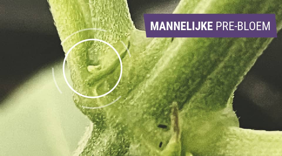 Het identificeren van mannelijke wietplanten