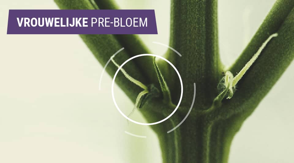 Het identificeren van vrouwelijke wietplanten Het identificeren van vrouwelijke wietplanten
