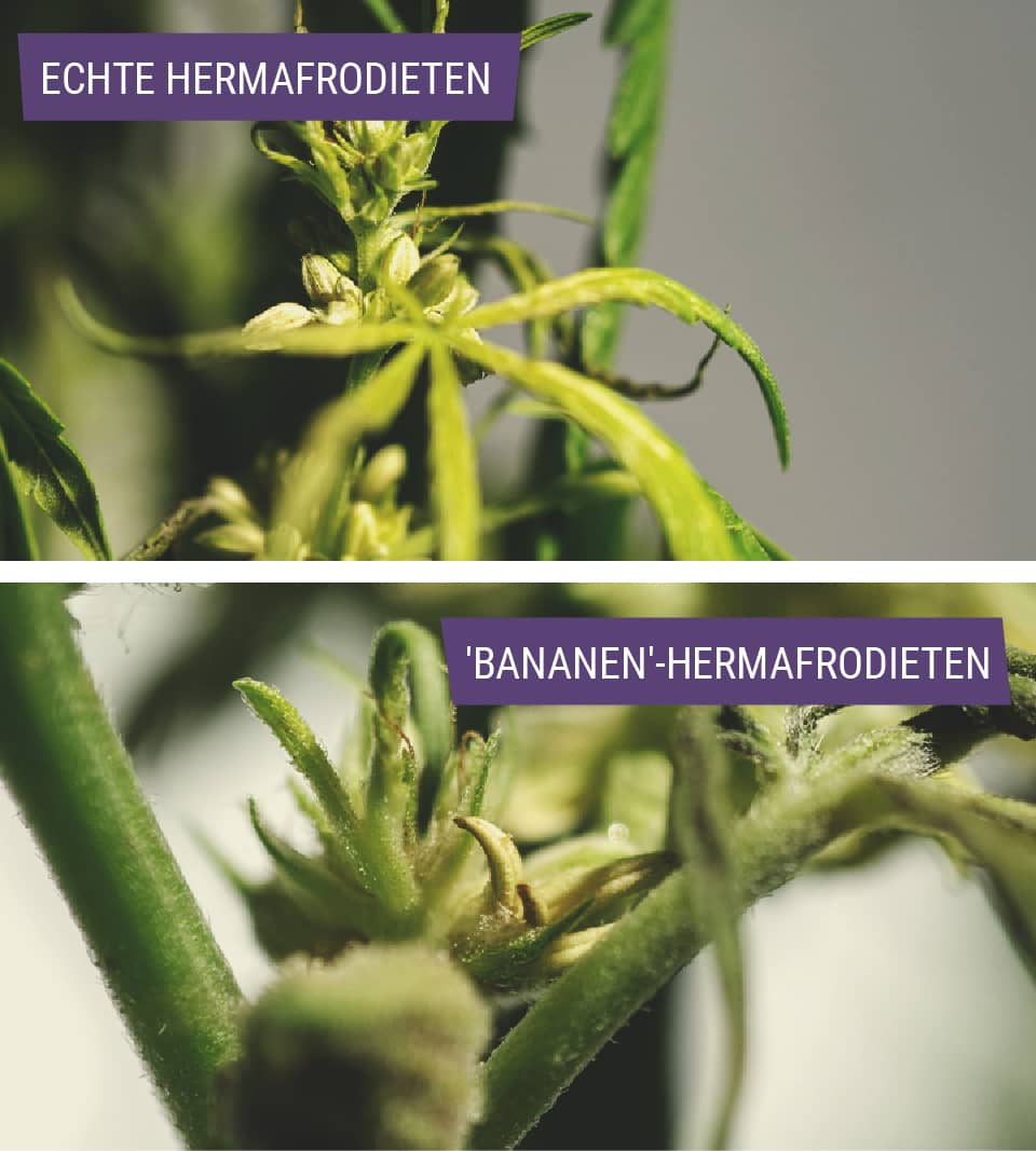 Soorten hermafrodiete wietplanten