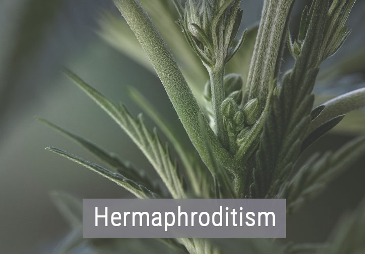 Hoe Beïnvloedt Koud Weer Je Wietplanten? Hoe Beïnvloedt Koud Weer Je Wietplanten?