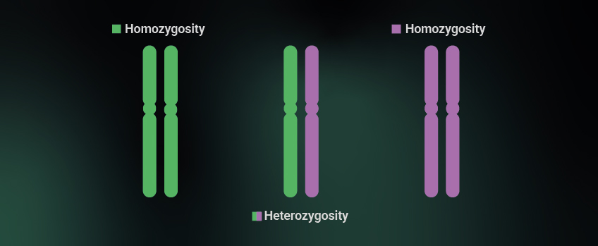 Heterozygosity and homozygosity Heterozygosity and homozygosity