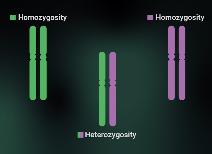 Heterozygosity and homozygosity Heterozygosity and homozygosity