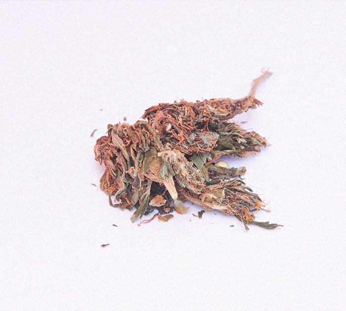 Wat is 'reggie weed' en kun je het roken? Wat is 'reggie weed' en kun je het roken?