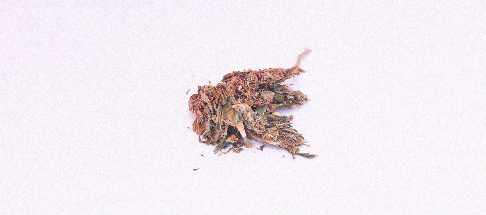 Wat is 'reggie weed' en kun je het roken?