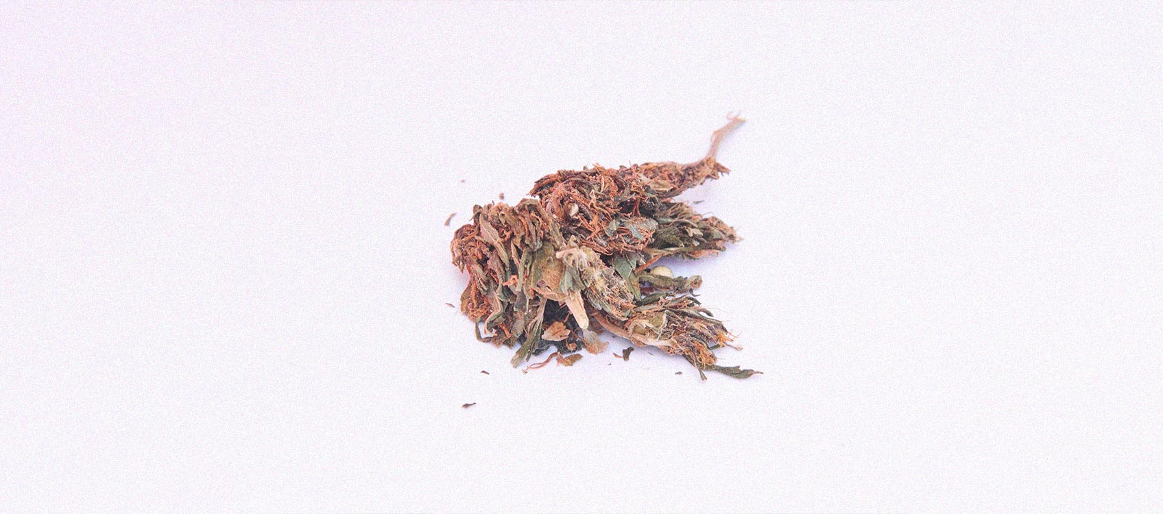 Wat is 'reggie weed' en kun je het roken? Wat is 'reggie weed' en kun je het roken?