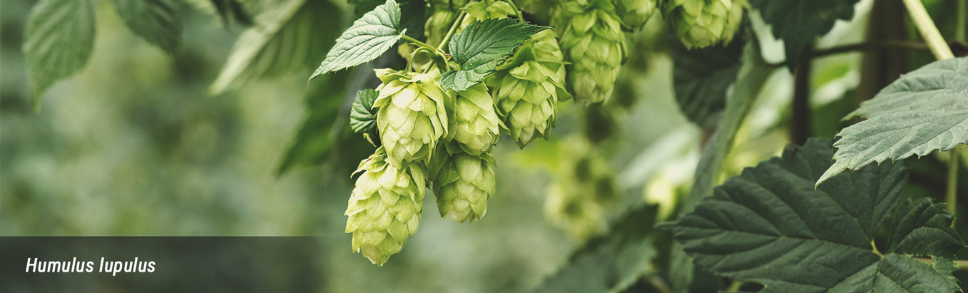 Humulus Humulus
