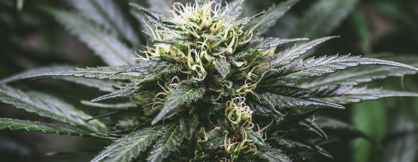Cannabis Hybrids Cannabis Hybrids