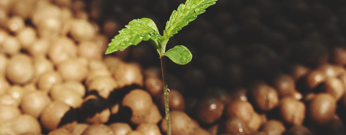 Het verschil tussen wiet van hydroponics vs. gekweekt in aarde Het verschil tussen wiet van hydroponics vs. gekweekt in aarde