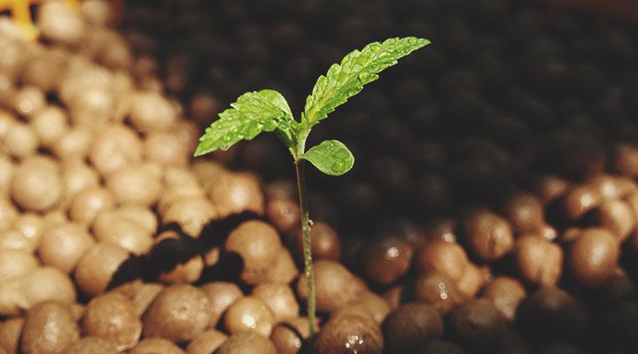 Het verschil tussen wiet van hydroponics vs. gekweekt in aarde Het verschil tussen wiet van hydroponics vs. gekweekt in aarde