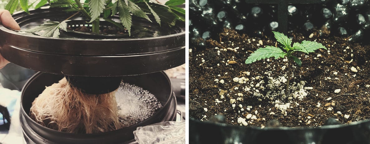 Het verschil tussen wiet van hydroponics vs. gekweekt in aarde Het verschil tussen wiet van hydroponics vs. gekweekt in aarde
