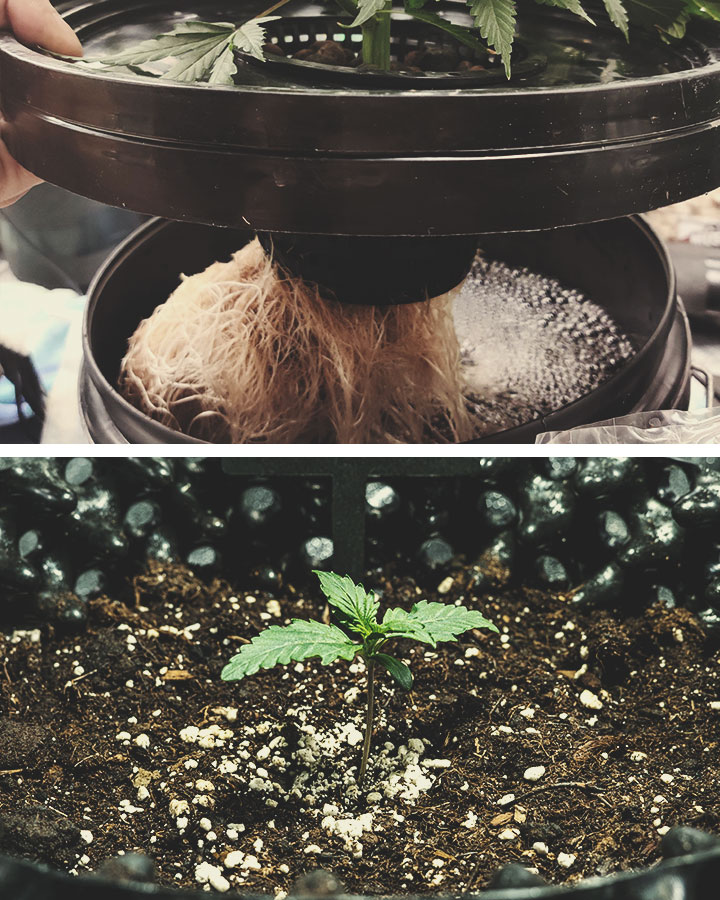 Het verschil tussen wiet van hydroponics vs. gekweekt in aarde Het verschil tussen wiet van hydroponics vs. gekweekt in aarde