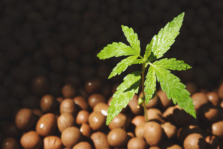 Hydroponics Hydroponics