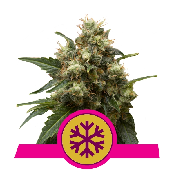 Acquistare Feminized ICE Cannabis Feminized ICE Cannabis