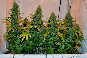 Grow style SCROG cannabis Grow style SCROG cannabis