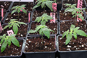 Indoor marijuana grow first week Indoor marijuana grow first week