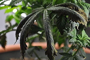 A cannabis plant needs help A cannabis plant needs help