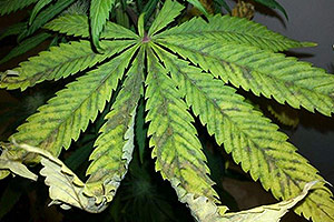 What to do by overfeeding from a cannabis plant? What to do by overfeeding from a cannabis plant?