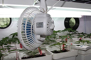 Fan for growing cannabis Fan for growing cannabis