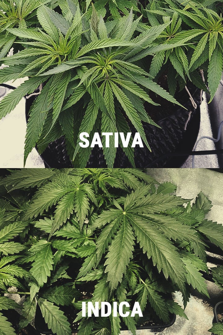 Sativa and Indica Cannabis Plants Sativa and Indica Cannabis Plants