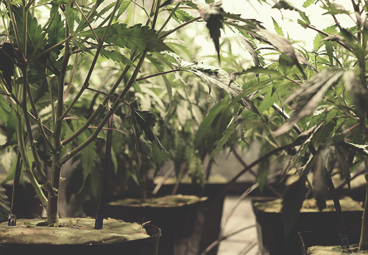 Hoe Bouw Je een Indoor Druppelirrigatiesysteem Met Leidingen? Hoe Bouw Je een Indoor Druppelirrigatiesysteem Met Leidingen?
