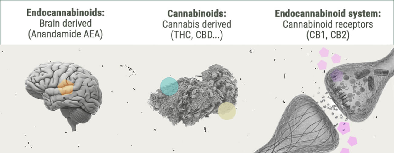 De Chemie van de Cannabis-high De Chemie van de Cannabis-high