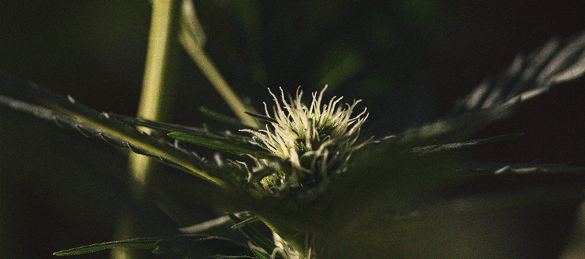 Het Belang Van De Donkere Uren Bij Cannabisteelt Het Belang Van De Donkere Uren Bij Cannabisteelt