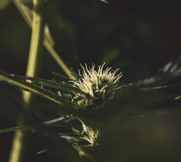 Het Belang Van De Donkere Uren Bij Cannabisteelt Het Belang Van De Donkere Uren Bij Cannabisteelt