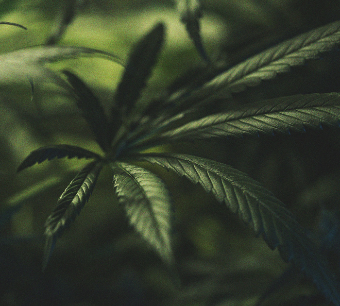 Het Belang Van De Donkere Uren Bij Cannabisteelt Het Belang Van De Donkere Uren Bij Cannabisteelt