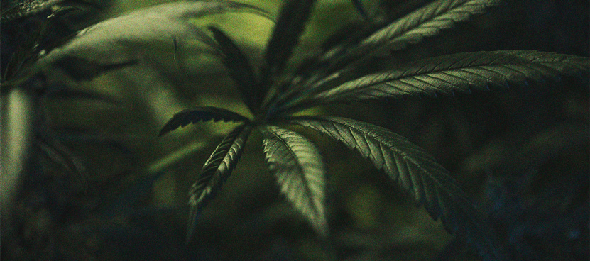 Het Belang Van De Donkere Uren Bij Cannabisteelt Het Belang Van De Donkere Uren Bij Cannabisteelt