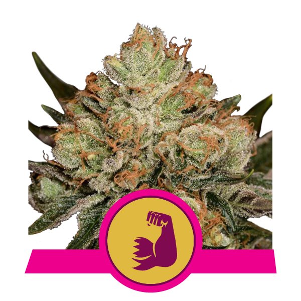 Buy HulkBerry Buy HulkBerry
