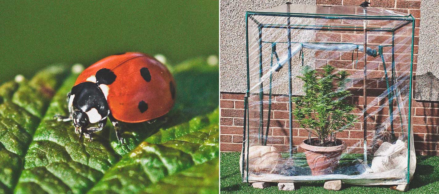 De basis van het buitenkweken (Deel 4) De basis van het buitenkweken (Deel 4)