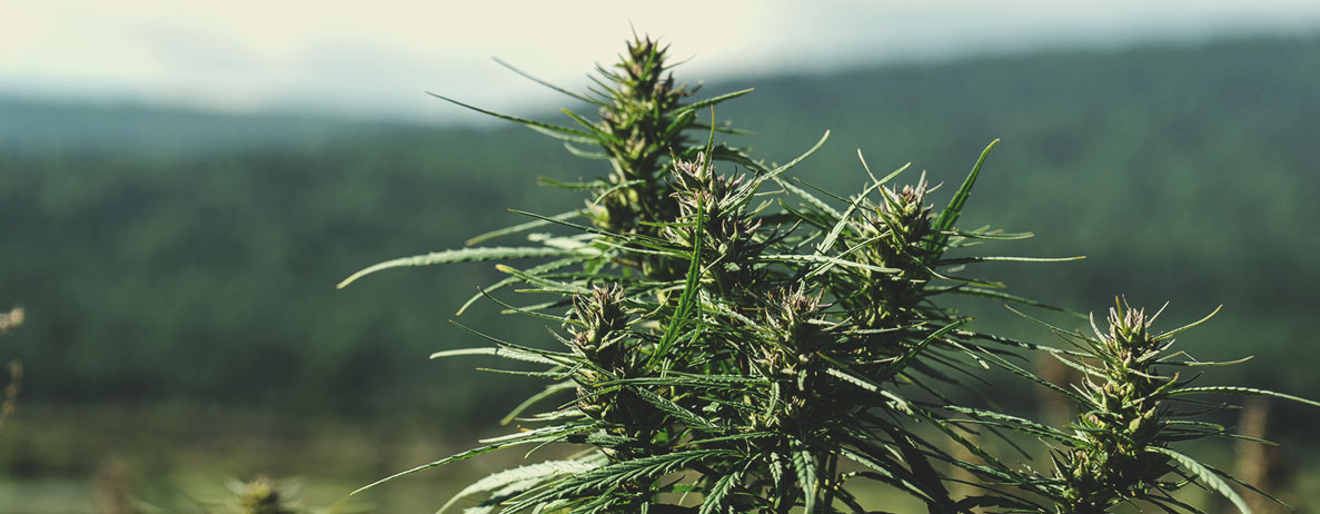 Wat is landras-cannabis? Wat is landras-cannabis?