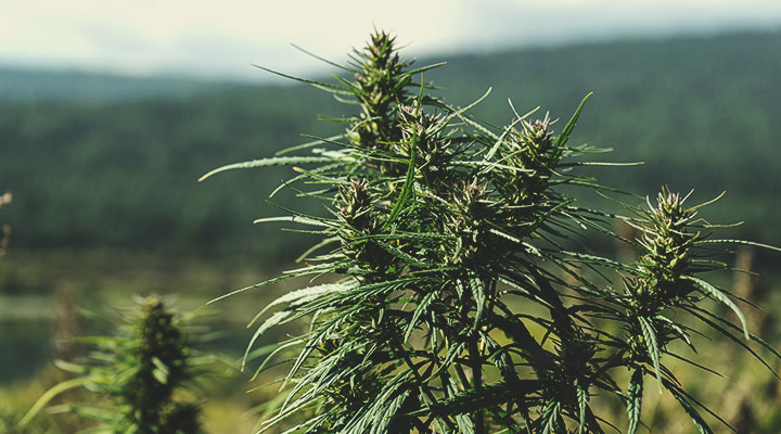 Wat is landras-cannabis? Wat is landras-cannabis?