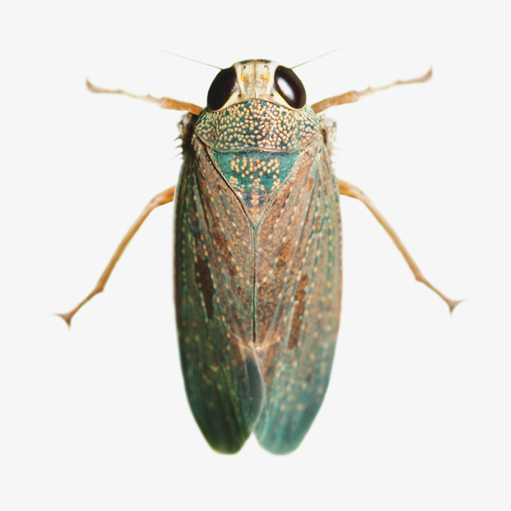 Leafhopper