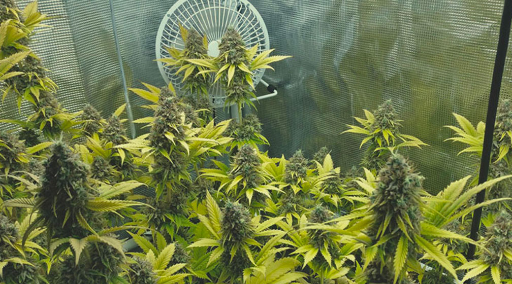 Lemon Shining Silver Haze Lemon Shining Silver Haze