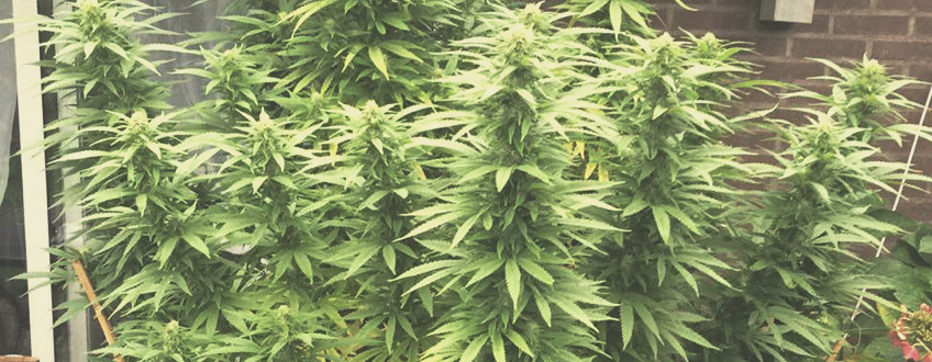Lemon Shining Silver Haze Lemon Shining Silver Haze