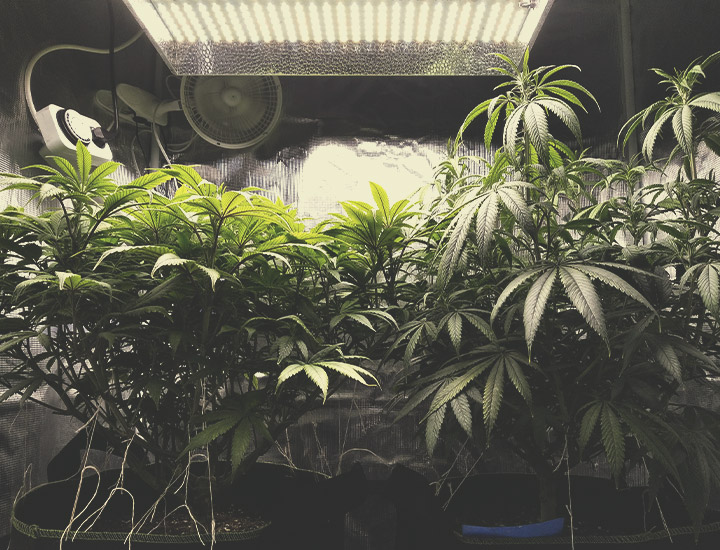 Autoflowering Wietzaadjes voor Binnenkweek Autoflowering Wietzaadjes voor Binnenkweek