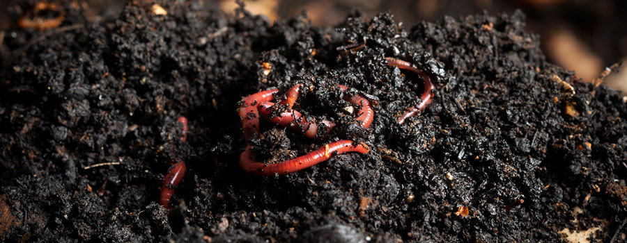 Living soil