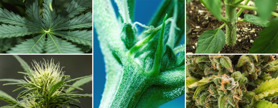 Macro Photography Cannabis