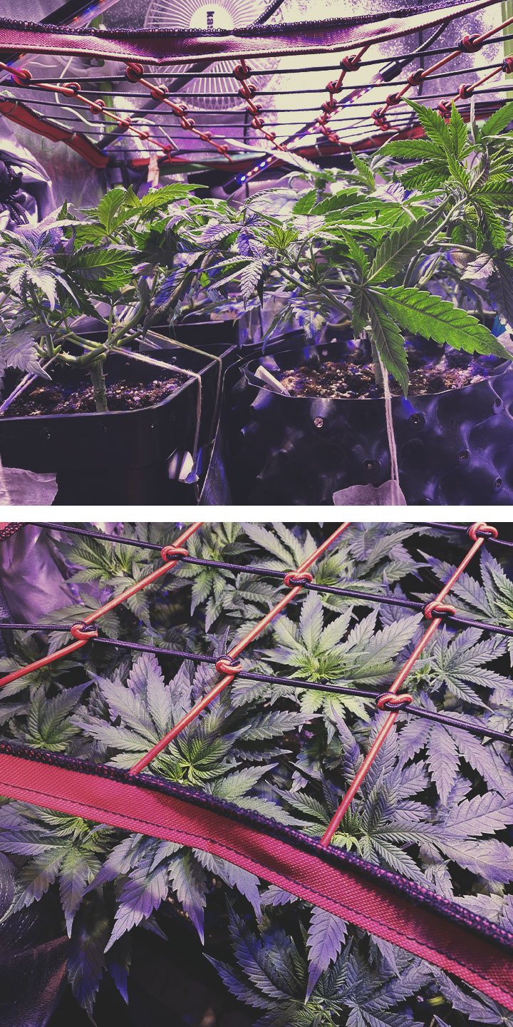 ENHANCE SCROG WITH OTHER CANNABIS TRAINING TECHNIQUES ENHANCE SCROG WITH OTHER CANNABIS TRAINING TECHNIQUES