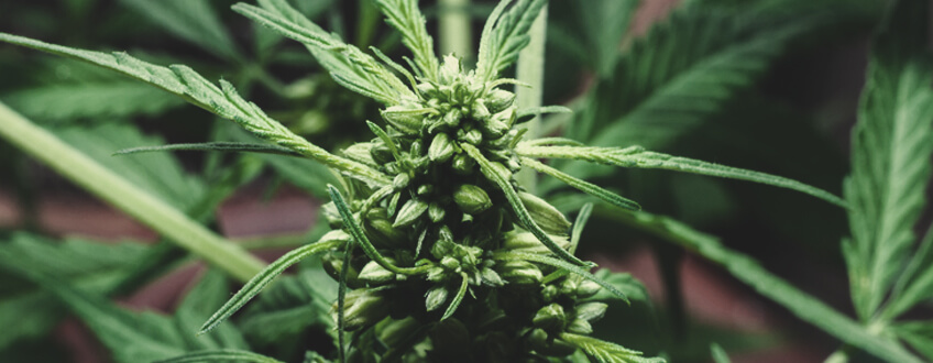 Kun Je Mannelijke Planten Roken? Kun Je Mannelijke Planten Roken?