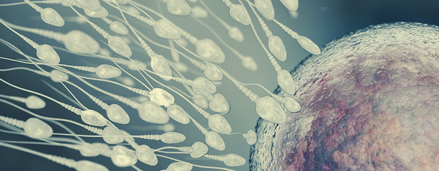 Male Fertility Male Fertility