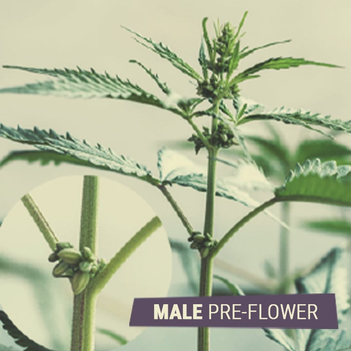 MALE PRE-FLOWER MALE PRE-FLOWER